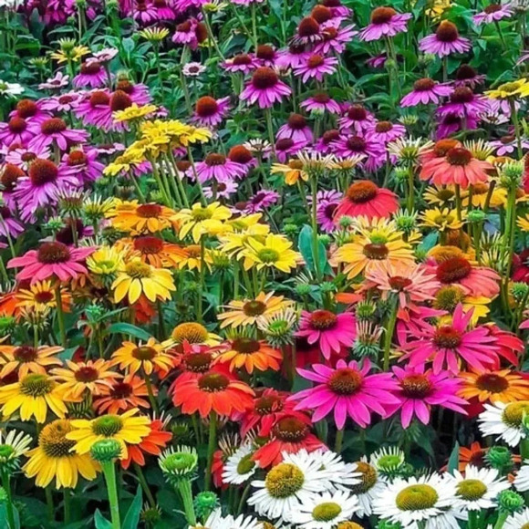Coneflower Seeds  (100+ seeds) - Picture 1 of 2
